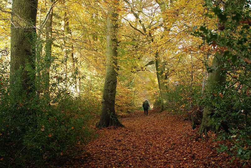 In Monkton Wood near Lacey Green