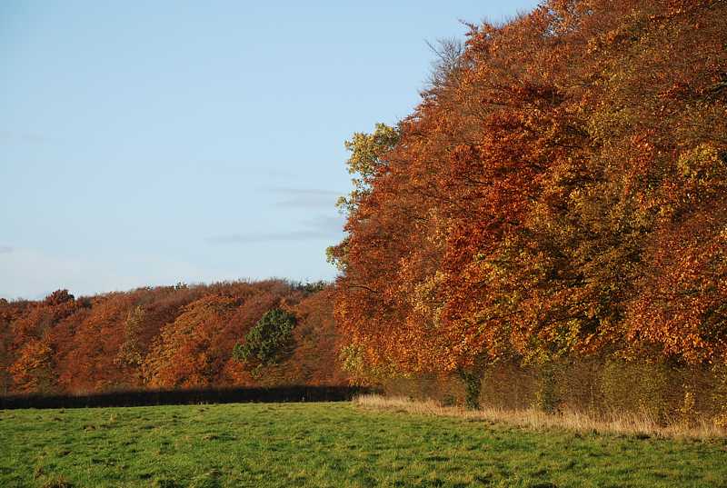 Autumn woods