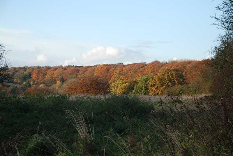 Autumn woods