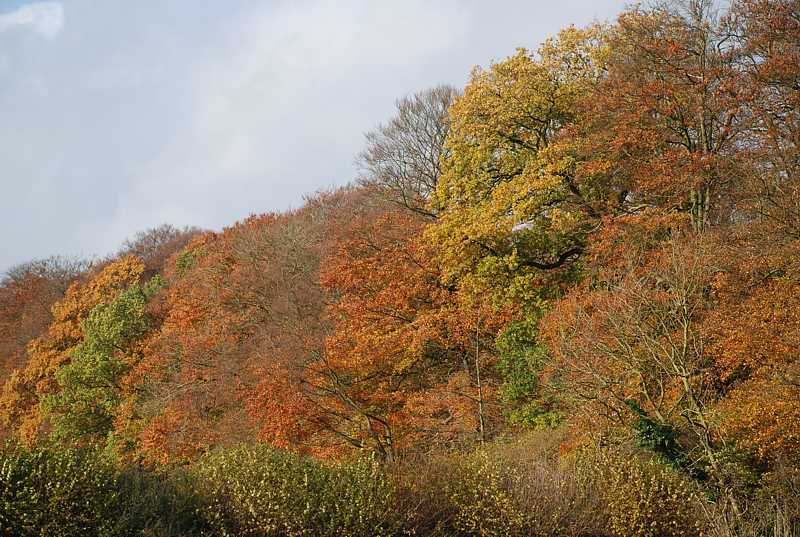 Autumn woods