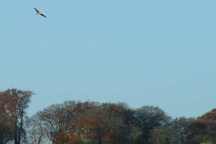 Kites are a common site.