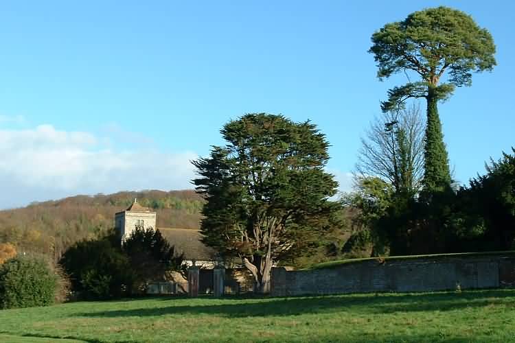 Tall trees in the grounds of the Manor.