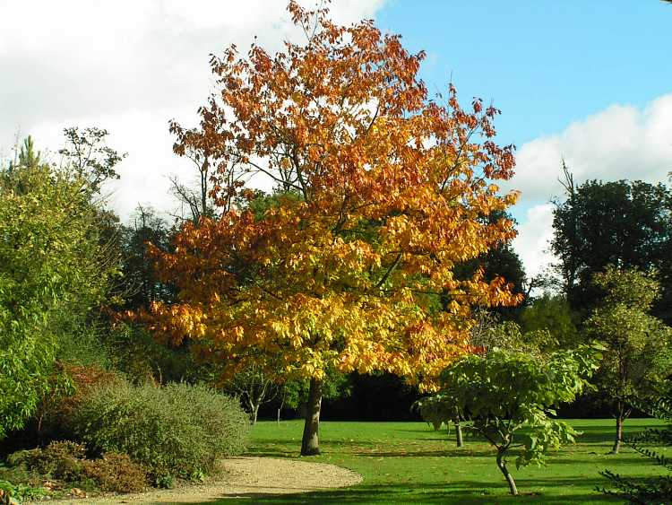 Cliveden House Gardens