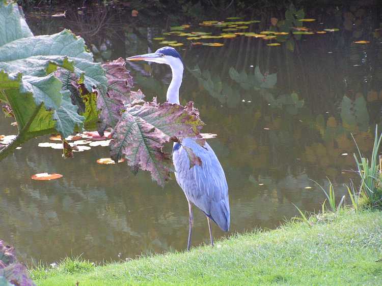 Cliveden House Gardens