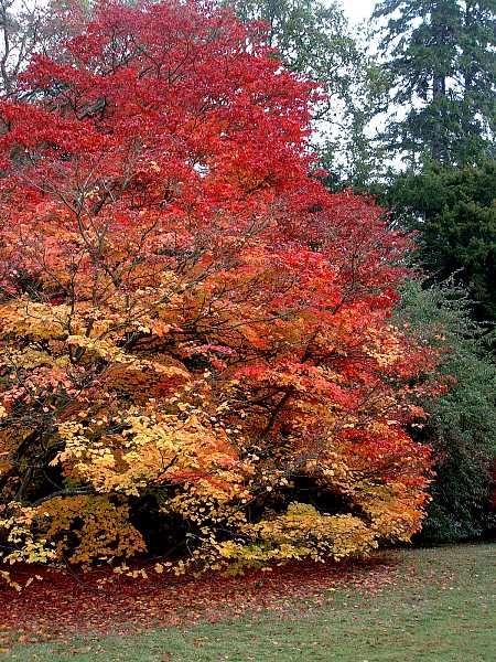 Westonbirt Arboretum