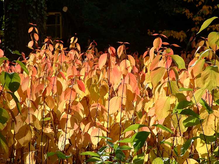 Westonbirt Arboretum