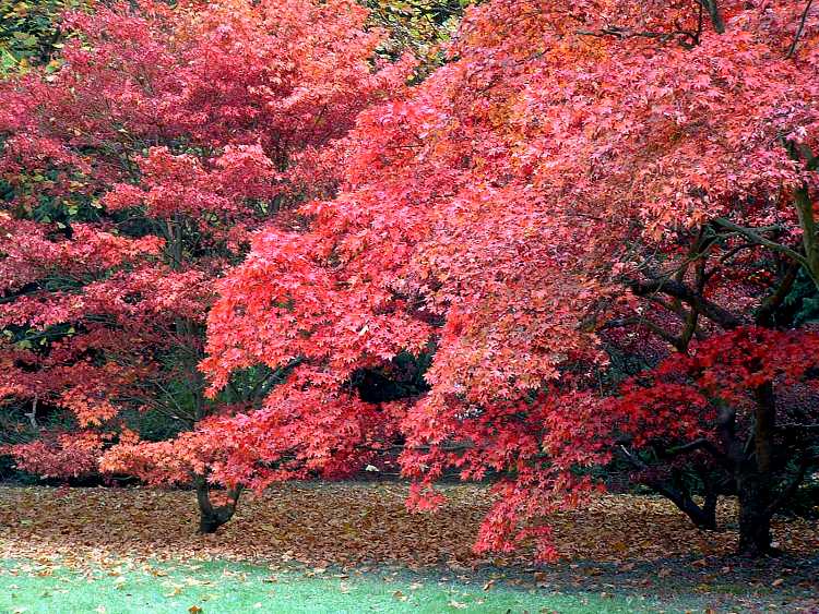 Westonbirt Arboretum