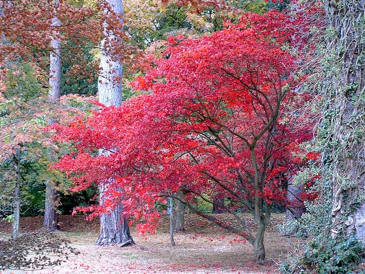 Westonbirt Arboretum