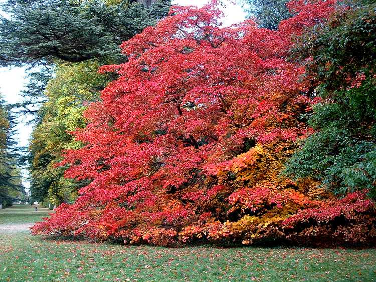 Westonbirt Arboretum