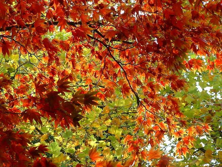 Westonbirt Arboretum