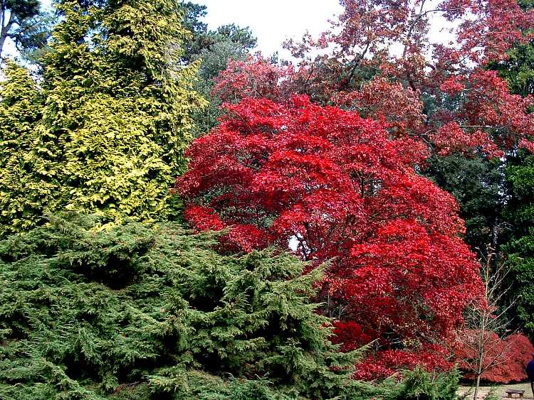 Westonbirt Arboretum