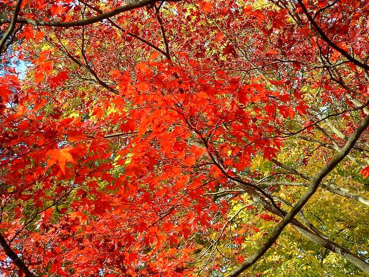 Westonbirt Arboretum