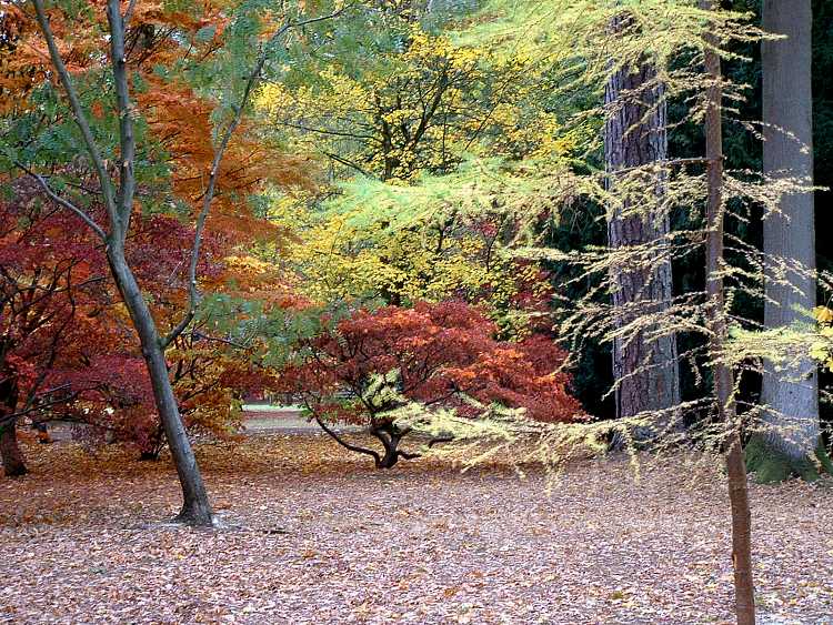 Westonbirt Arboretum