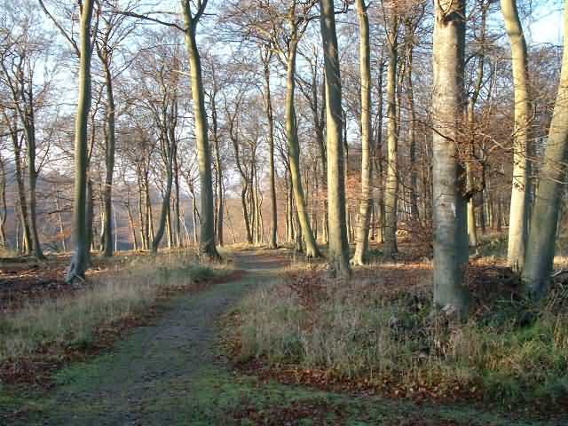Woods in December