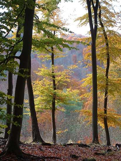 Autumn in Whiteleaf Woods