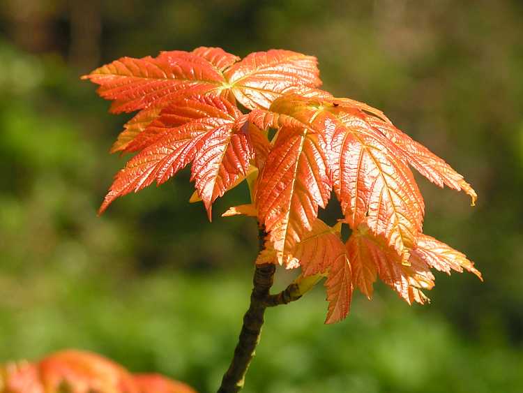 Whiteleaf woods