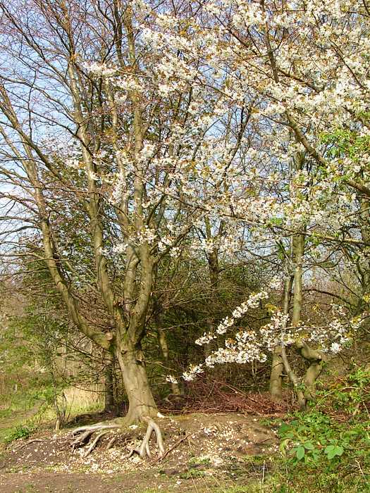 Blossom in Whiteleaf woods