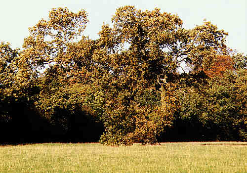 Hangmans Oak