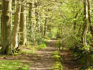 Path along the edge of Monkton Wood