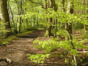 Monkton Wood
