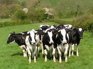 Cows near Spring Wood