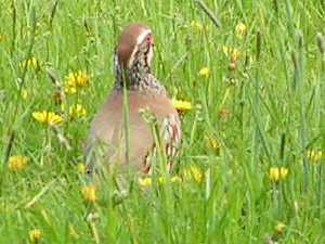 Partridge