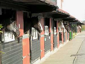Home of Rest for Horses