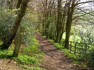 Spring Wood path